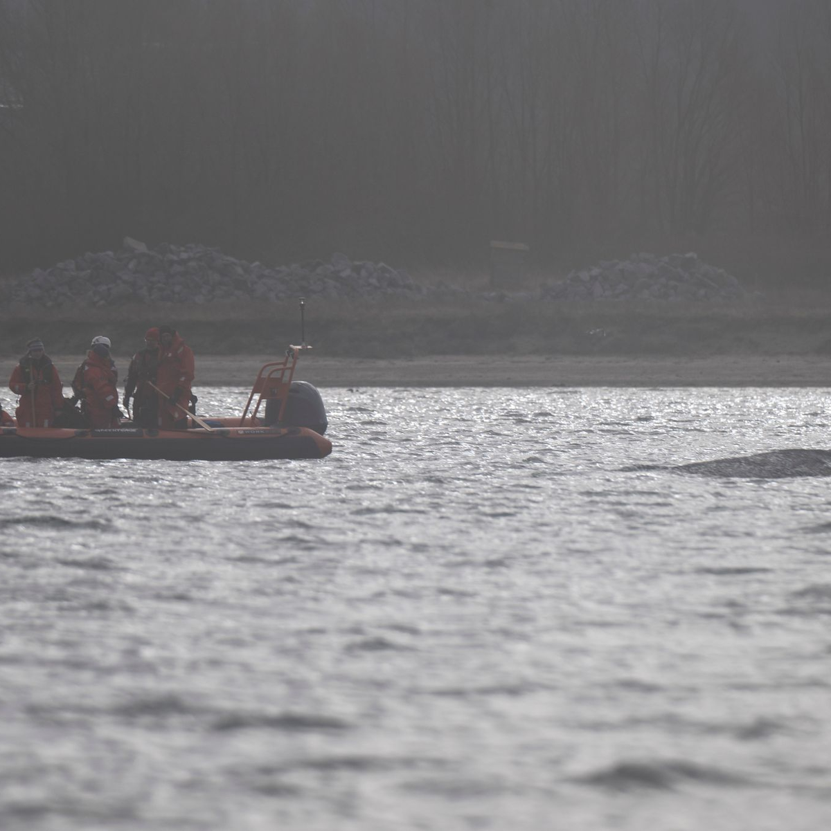 Der Wal soll jetzt in Ruhe gelassen werden - aber schafft er es aus eigener Kraft? - Foto: Philip Dulian/dpa