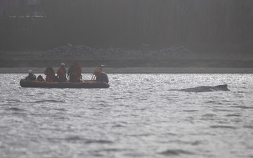 Der Wal soll jetzt in Ruhe gelassen werden - aber schafft er es aus eigener Kraft? - Foto: Philip Dulian/dpa
