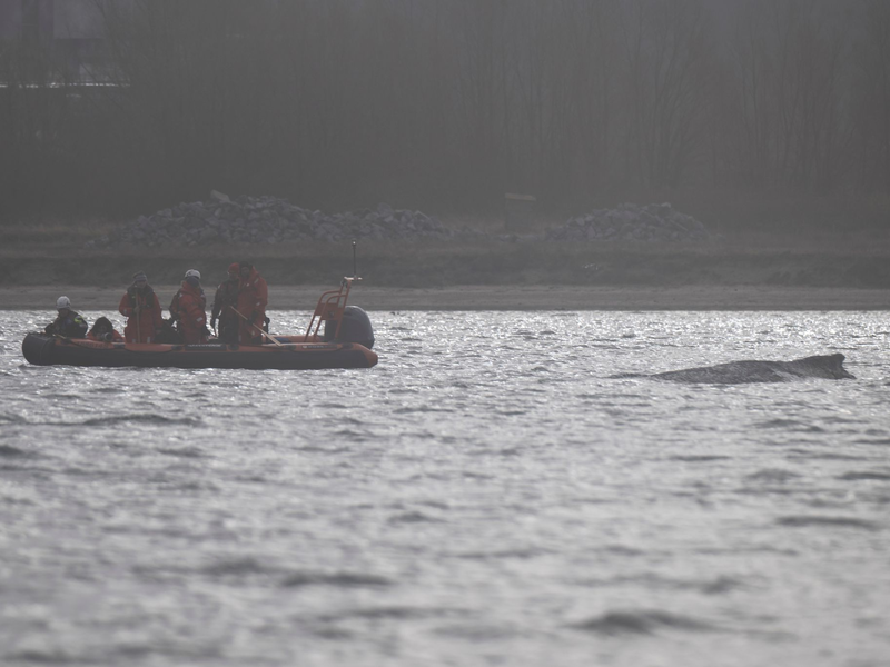 Der Wal soll jetzt in Ruhe gelassen werden - aber schafft er es aus eigener Kraft? - Foto: Philip Dulian/dpa