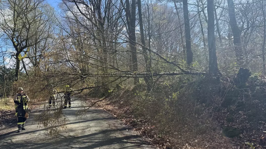 FW Hünxe: Baum blockiert Fahrbahn - Bild: presseportal.de