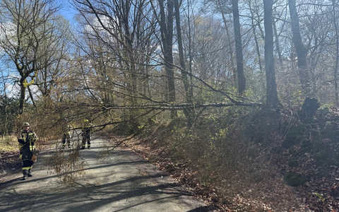 FW Hünxe: Baum blockiert Fahrbahn - Foto: presseportal.de