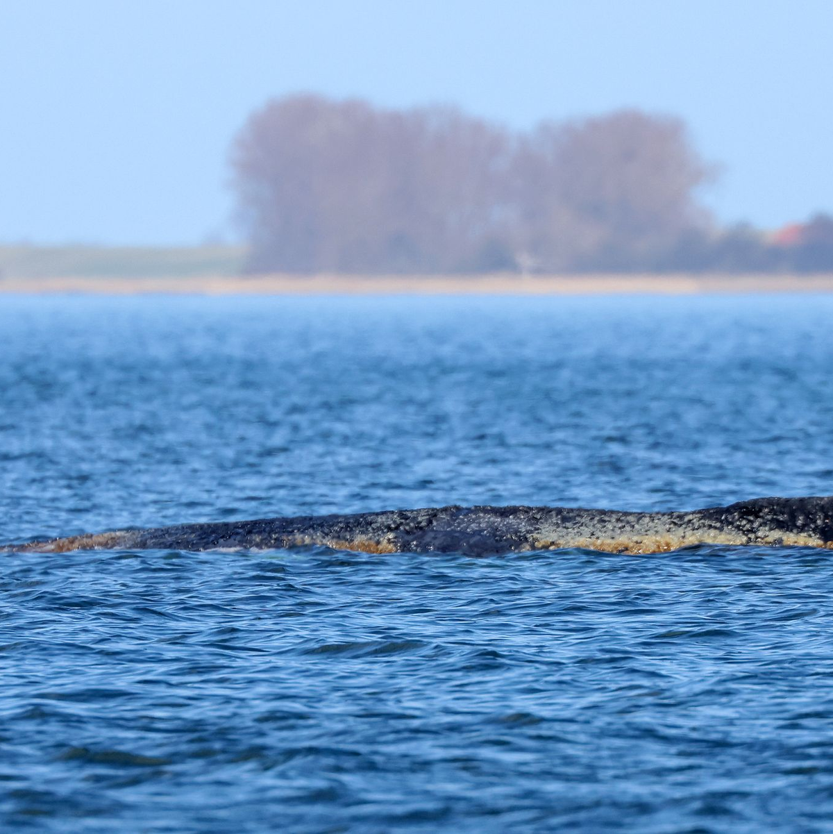 Der Buckelwal braucht Ruhe. - Foto: Bodo Marks/dpa