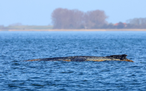 Der Buckelwal braucht Ruhe. - Foto: Bodo Marks/dpa