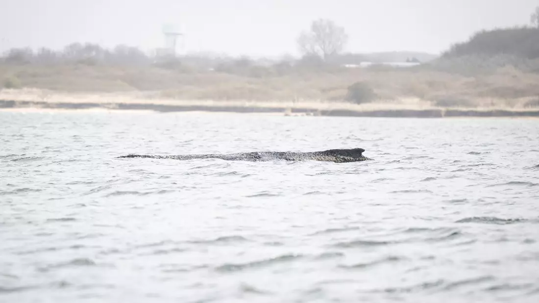 Der Buckelwal liegt noch immer in der Wismarer Bucht. - Bild: Philip Dulian/dpa