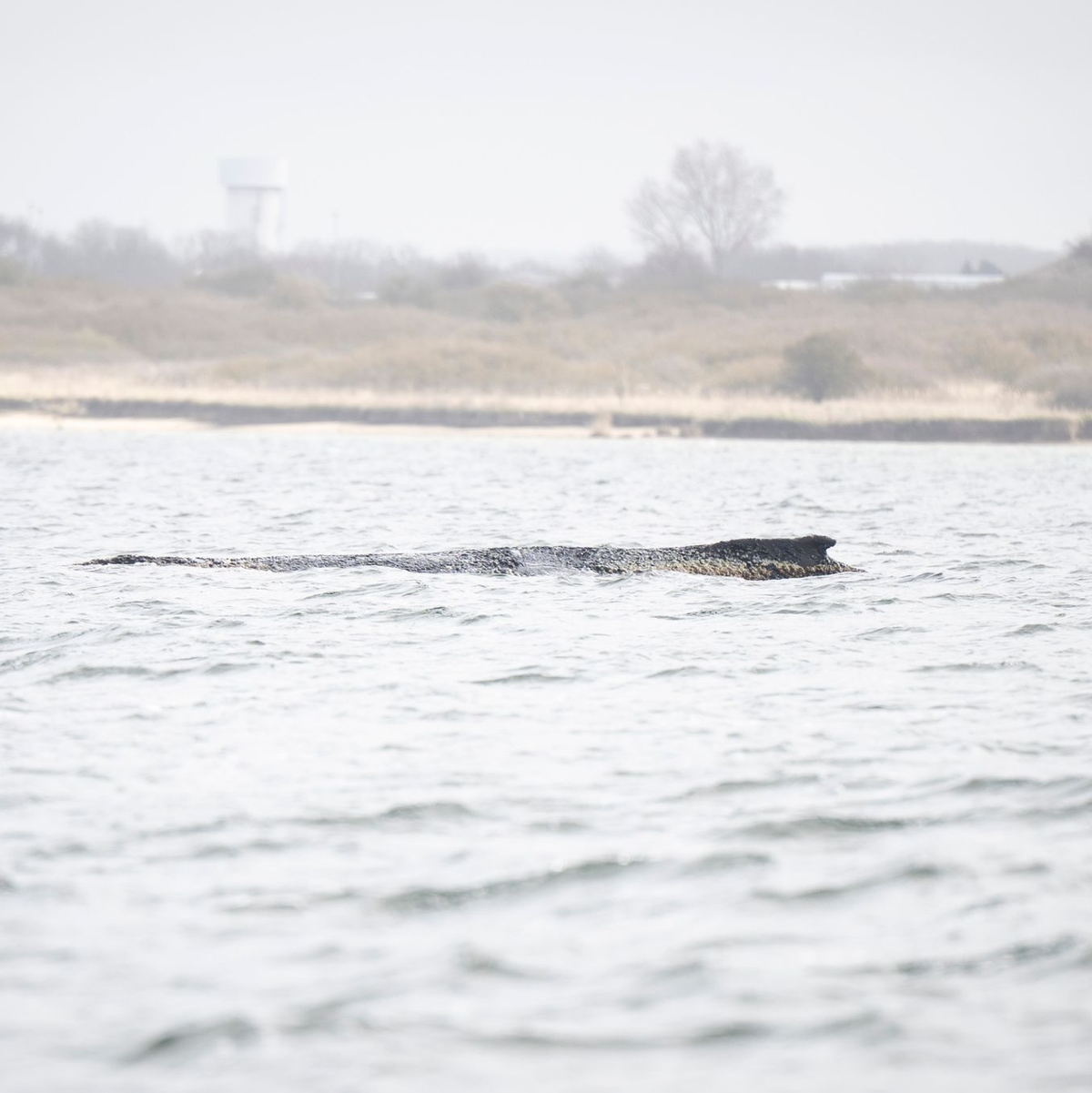 Der Buckelwal liegt noch immer in der Wismarer Bucht. - Foto: Philip Dulian/dpa