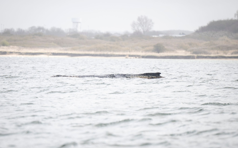 Der Buckelwal liegt noch immer in der Wismarer Bucht. - Foto: Philip Dulian/dpa