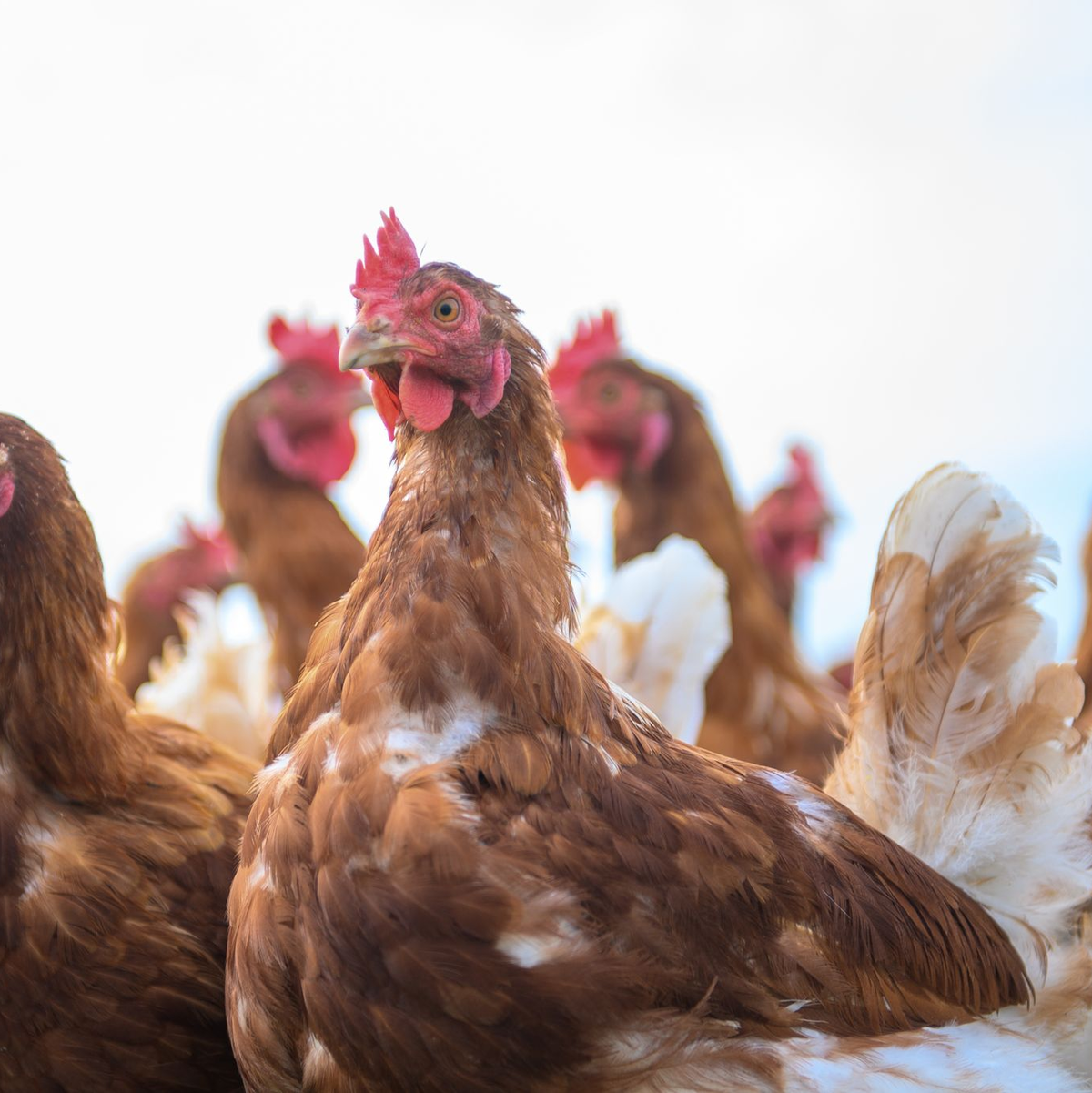 Wegen Vogelgrippe und Newcastle Disease sind in den vergangenen Monaten Hunderttausende Legehennen gestorben. (Symbolbild) - Foto: Klaus-Dietmar Gabbert/dpa