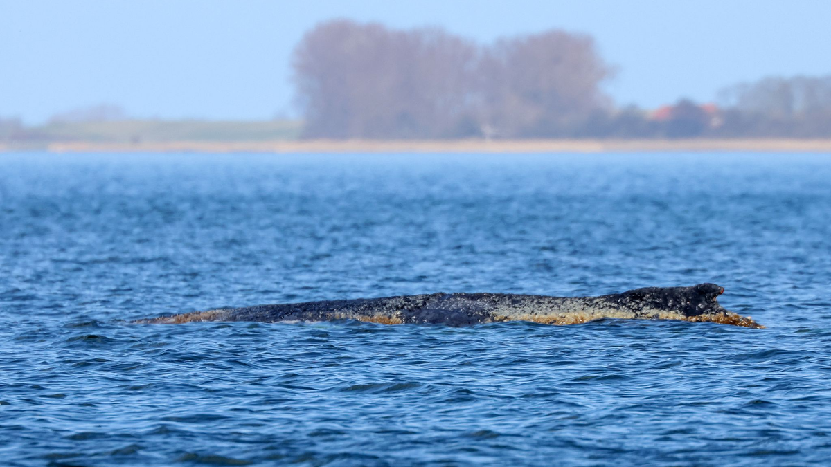 Der Buckelwal braucht Ruhe. - Foto: Bodo Marks/dpa
