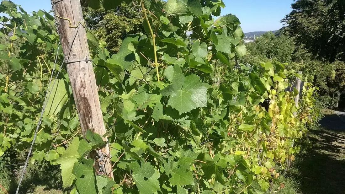 Weinstock (Archiv) - Bild: via dts Nachrichtenagentur