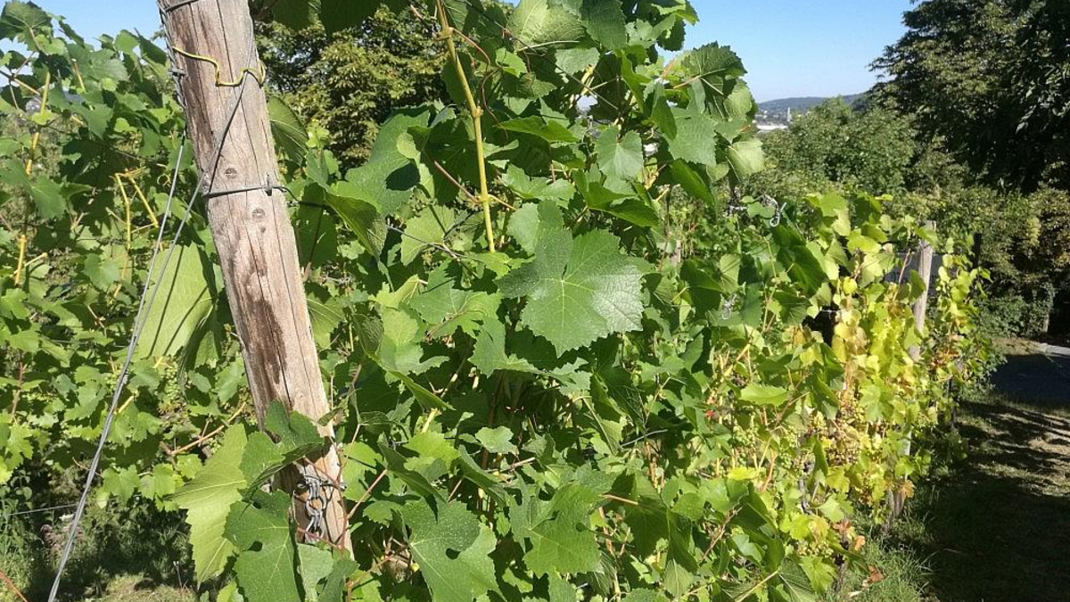 Weinstock (Archiv) - Foto: via dts Nachrichtenagentur