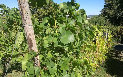 Weinstock (Archiv) - Foto: via dts Nachrichtenagentur