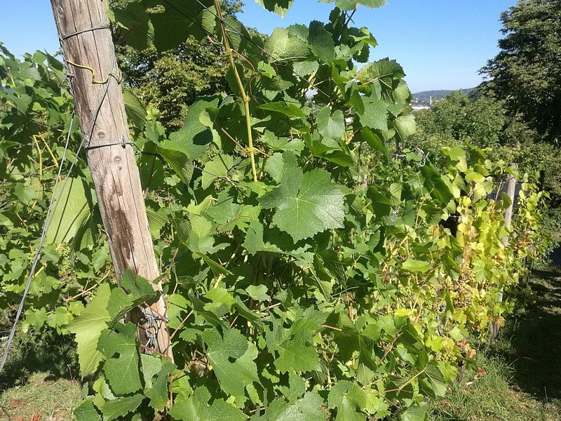 Weinstock (Archiv) - Foto: via dts Nachrichtenagentur