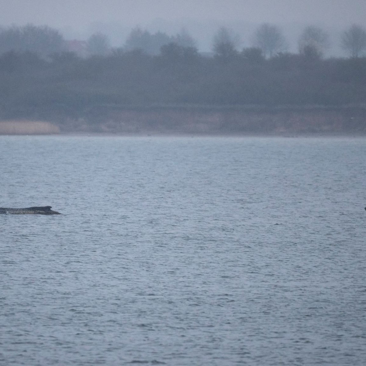 Auch am Montag lag der Buckelwal noch in der Wismarbucht. - Foto: Philip Dulian/dpa
