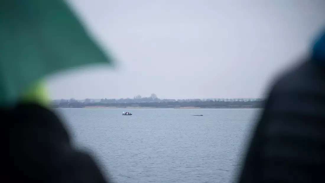 Das Schicksal des Wals beschäftigt viele Menschen.  - Bild: Philip Dulian/dpa