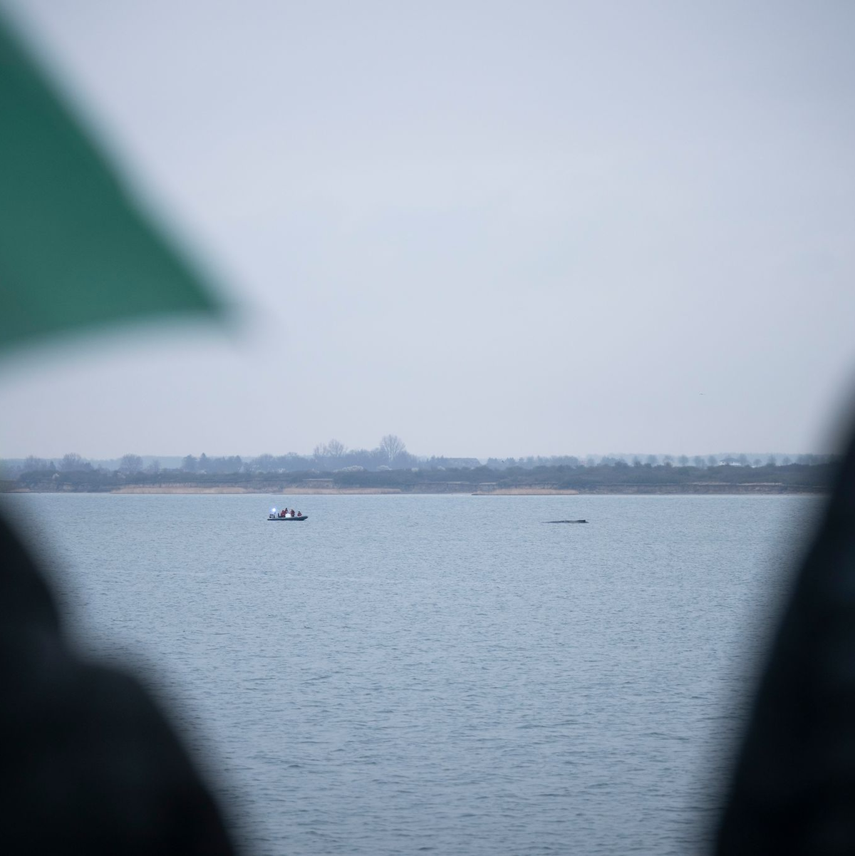 Das Schicksal des Wals beschäftigt viele Menschen.  - Foto: Philip Dulian/dpa