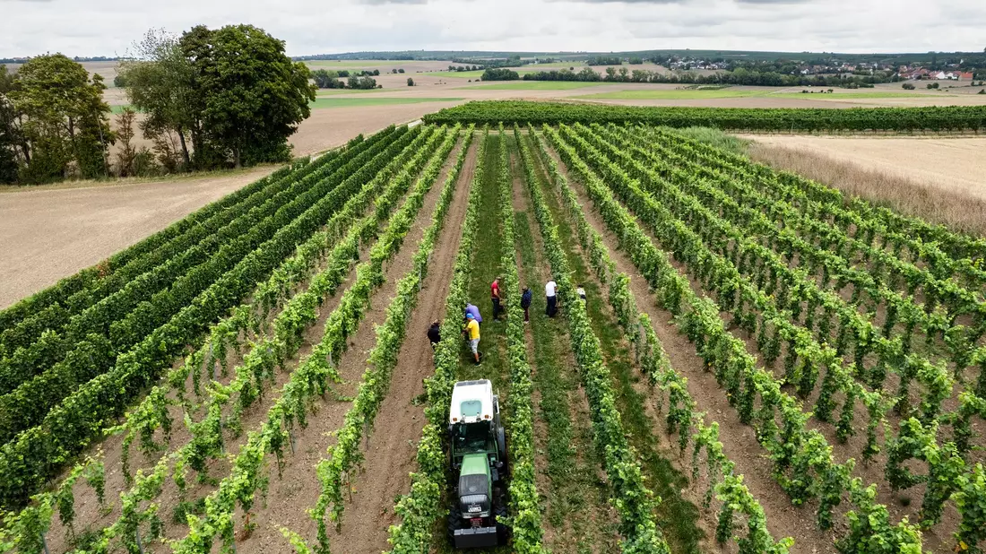 Trotz eines Rückgangs wegen des Wetters kommt fast die Hälfte des deutschen Weins aus Rheinhessen und der Pfalz.  - Bild: Lando Hass/dpa