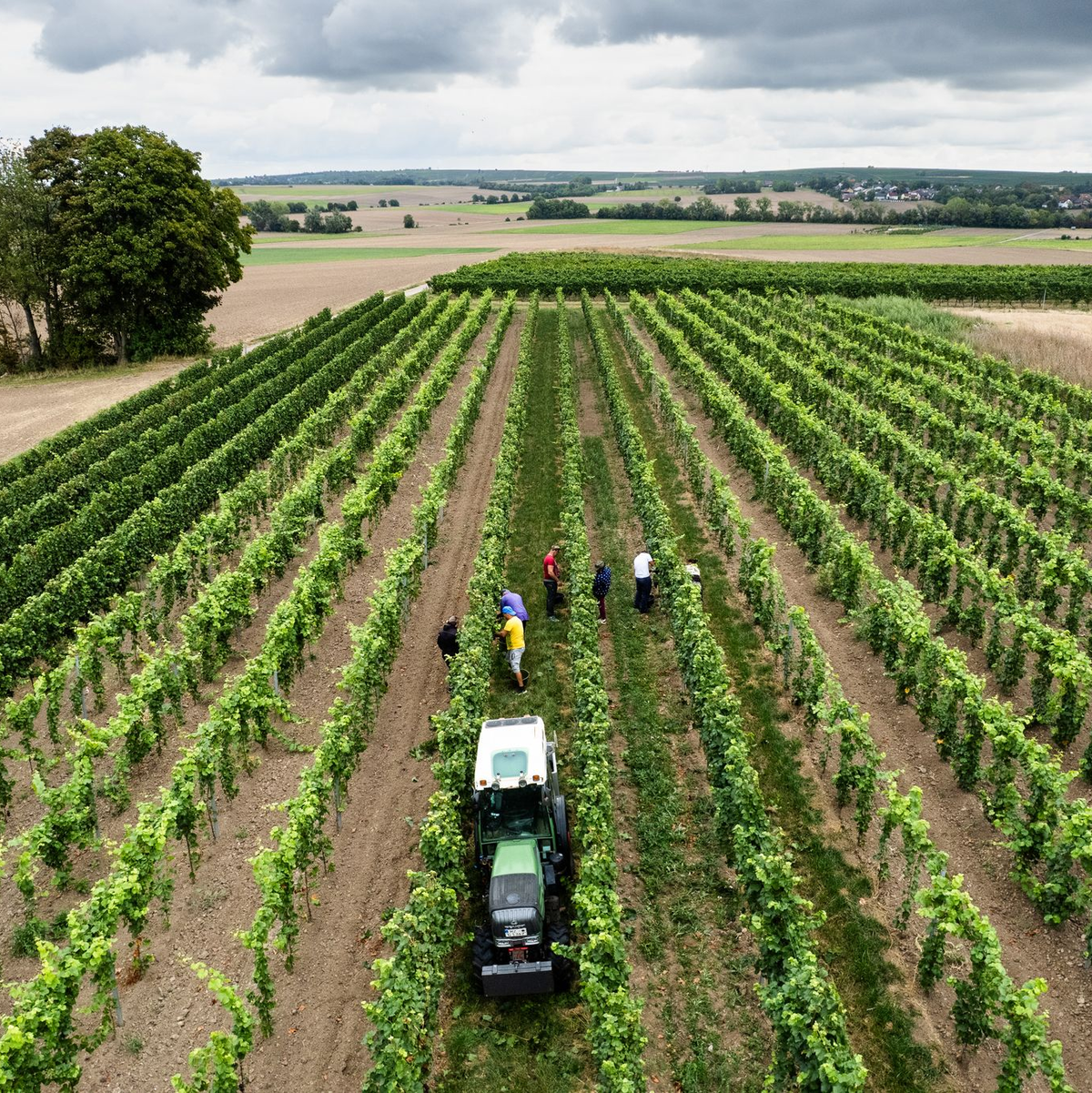 Trotz eines Rückgangs wegen des Wetters kommt fast die Hälfte des deutschen Weins aus Rheinhessen und der Pfalz.  - Foto: Lando Hass/dpa
