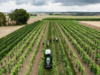 Trotz eines Rückgangs wegen des Wetters kommt fast die Hälfte des deutschen Weins aus Rheinhessen und der Pfalz.  - Foto: Lando Hass/dpa
