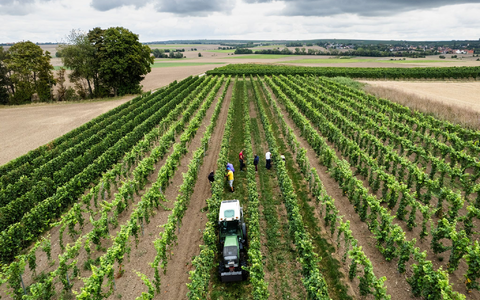 Trotz eines Rückgangs wegen des Wetters kommt fast die Hälfte des deutschen Weins aus Rheinhessen und der Pfalz.  - Foto: Lando Hass/dpa