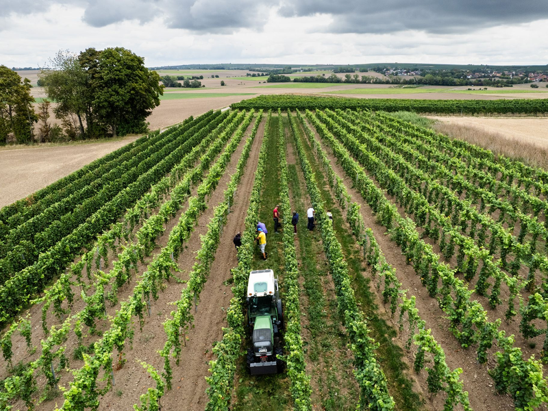 Trotz eines Rückgangs wegen des Wetters kommt fast die Hälfte des deutschen Weins aus Rheinhessen und der Pfalz.  - Foto: Lando Hass/dpa
