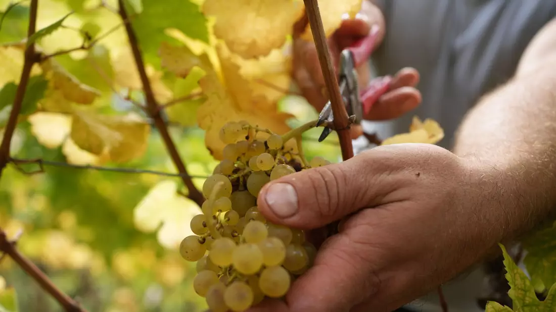 Mehr als zwei Drittel des produzierten Weins ist Weißwein. - Bild: Thomas Frey/dpa