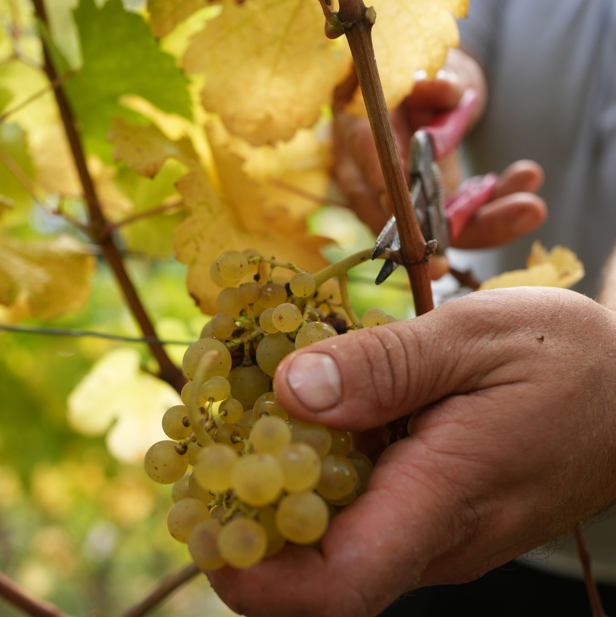 Mehr als zwei Drittel des produzierten Weins ist Weißwein. - Foto: Thomas Frey/dpa