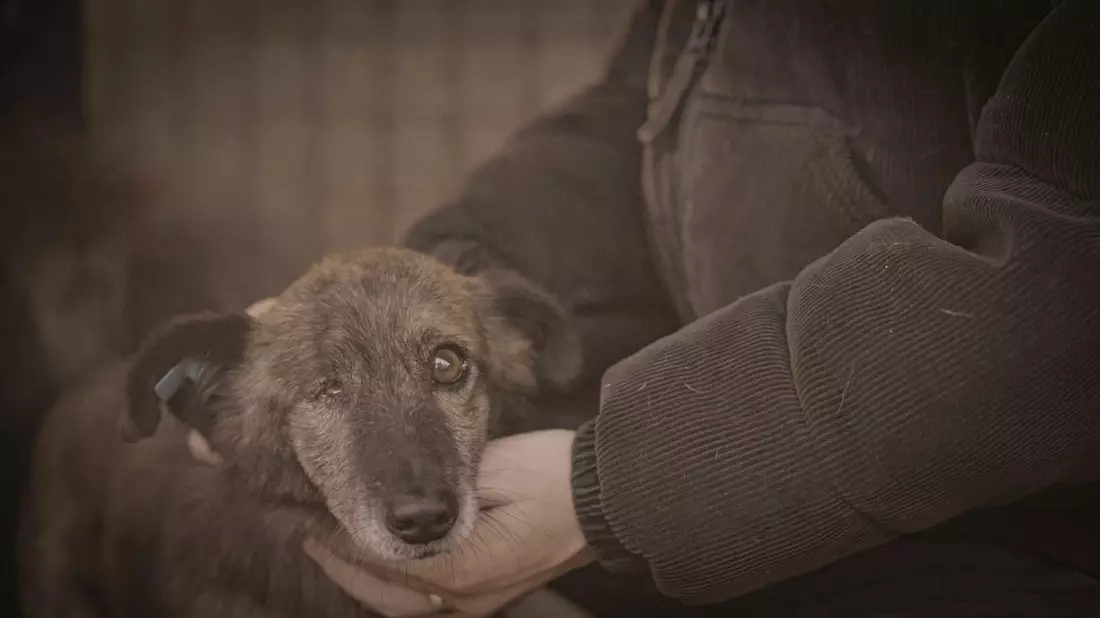 Was bewirken 70 Millionen gegen Die Hunde-Mafia in Rumänien? Das zeigen ProSieben und Joyn am Mittwoch, 15. April, um 20:15 Uhr - Bild: Joyn, presseportal.de