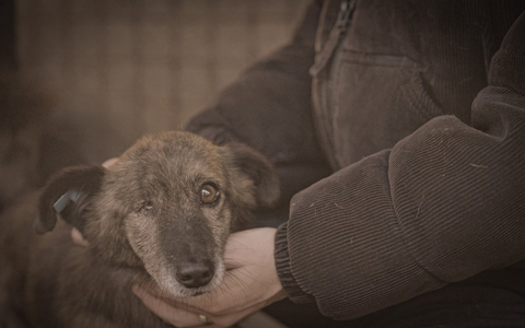 Was bewirken 70 Millionen gegen Die Hunde-Mafia in Rumänien? Das zeigen ProSieben und Joyn am Mittwoch, 15. April, um 20:15 Uhr - Foto: Joyn, presseportal.de