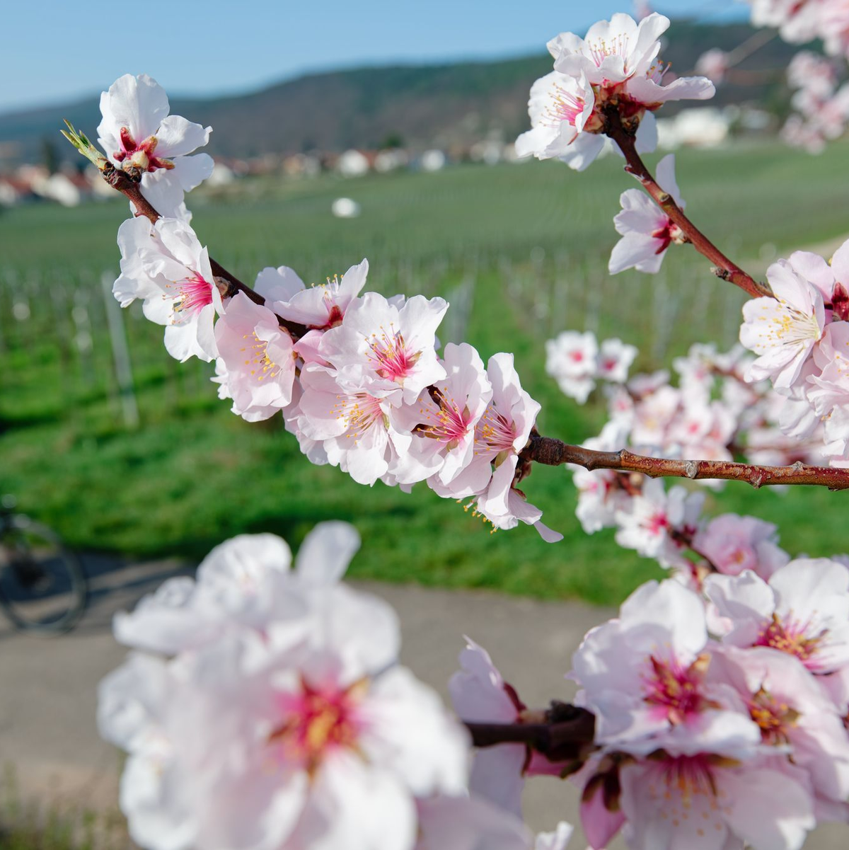 Im März lockte das Wetter bereits zu vielen Aktivitäten ins Freie. (Archivbild) - Foto: Uwe Anspach/dpa