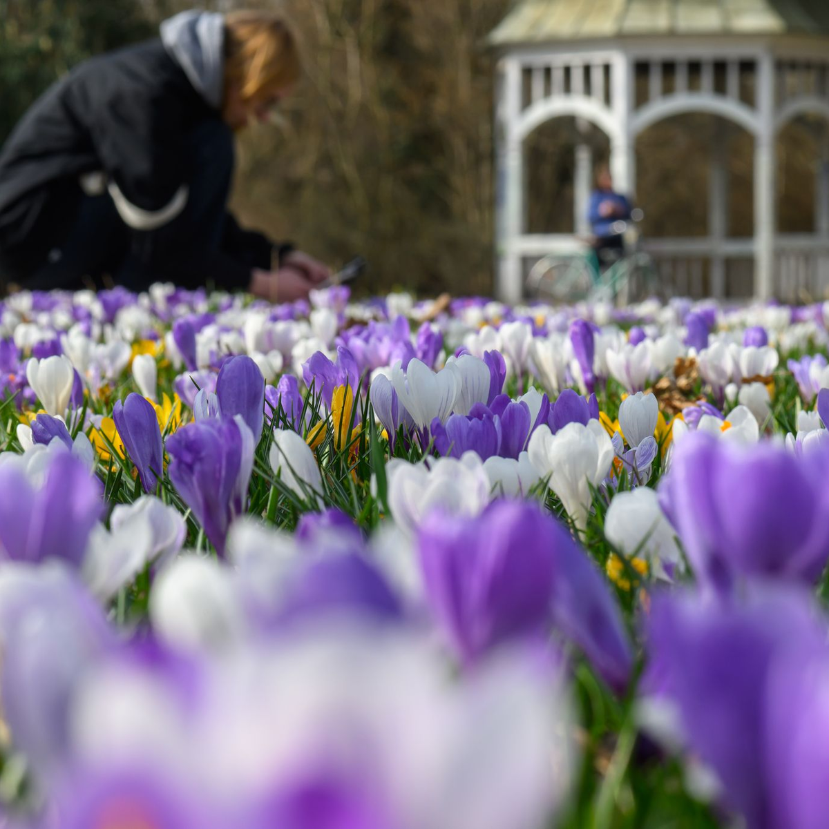 Im ersten meteorologischen Frühlingsmonat blühten auch die Krokusse. (Archivbild)  - Foto: Hendrik Schmidt/dpa