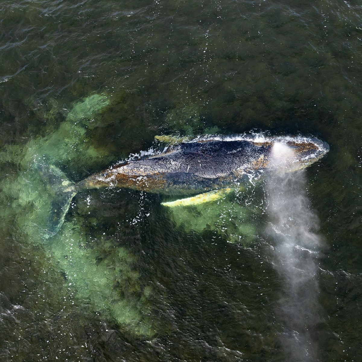 Der Gesundheitszustand des Tieres ist nicht gut, es ist geschwächt. - Foto: Daniel Müller/Greenpeace Germany/dpa
