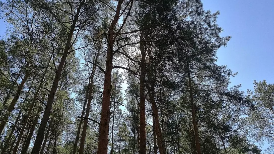 Wald (Archiv) - Bild: via dts Nachrichtenagentur