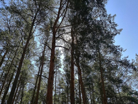 Wald (Archiv) - Foto: via dts Nachrichtenagentur