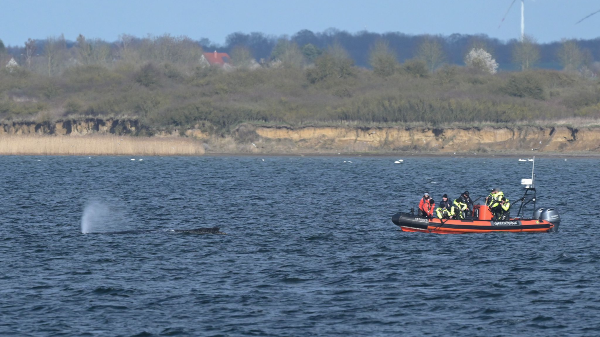 Der Buckelwal liegt am Nachmittag in der Bucht vor Wismar.  - Foto: Stefan Sauer/dpa
