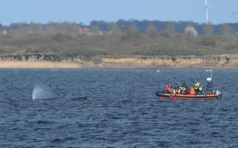 Der Buckelwal liegt am Nachmittag in der Bucht vor Wismar.  - Foto: Stefan Sauer/dpa