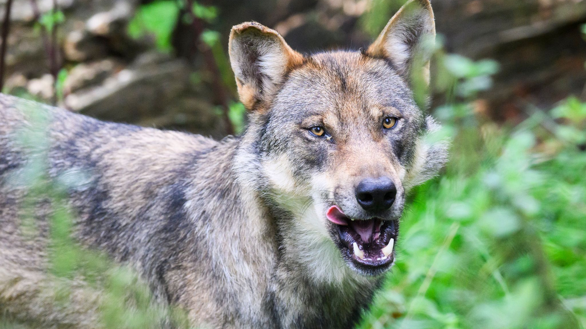 Die Polizei geht davon aus, dass es sich bei dem eingefangenen Wolf um ein zuvor in Blankenese gesichtetes Tier handelt. (Symbolbild) - Foto: Julian Stratenschulte/dpa
