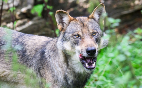 Die Polizei geht davon aus, dass es sich bei dem eingefangenen Wolf um ein zuvor in Blankenese gesichtetes Tier handelt. (Symbolbild) - Foto: Julian Stratenschulte/dpa
