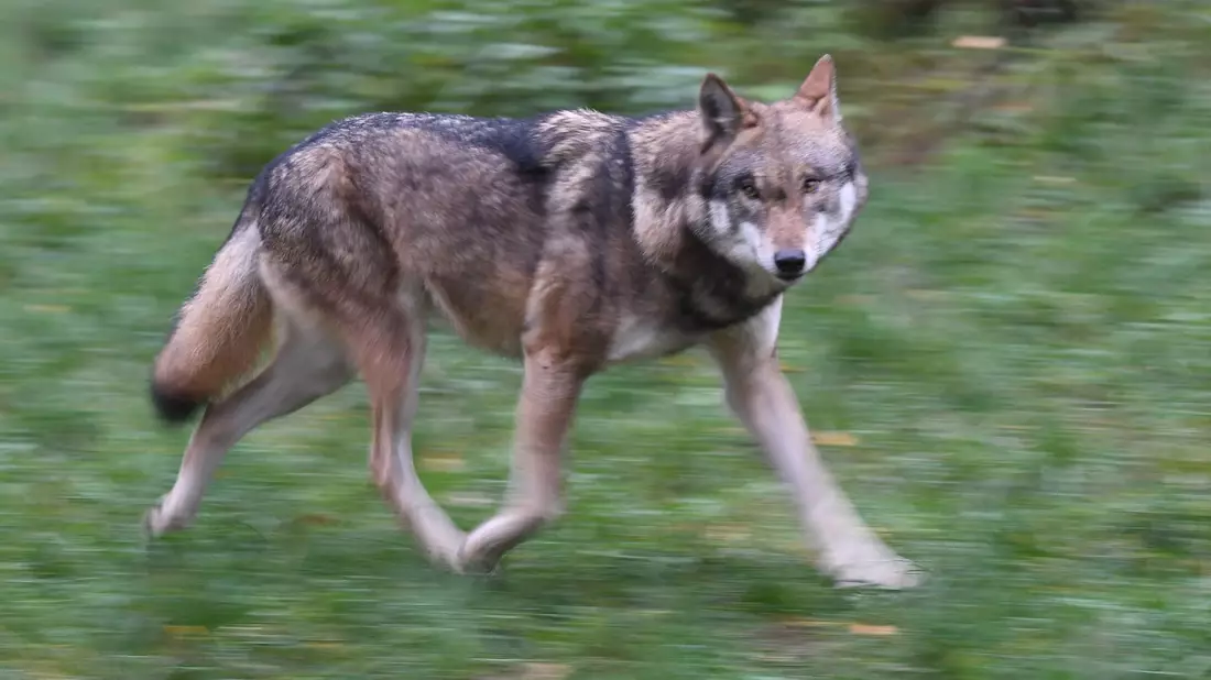 Laut Polizei hat der Wolf eine Frau gebissen und verletzt. (Symbolbild) - Bild: Carsten Rehder/dpa