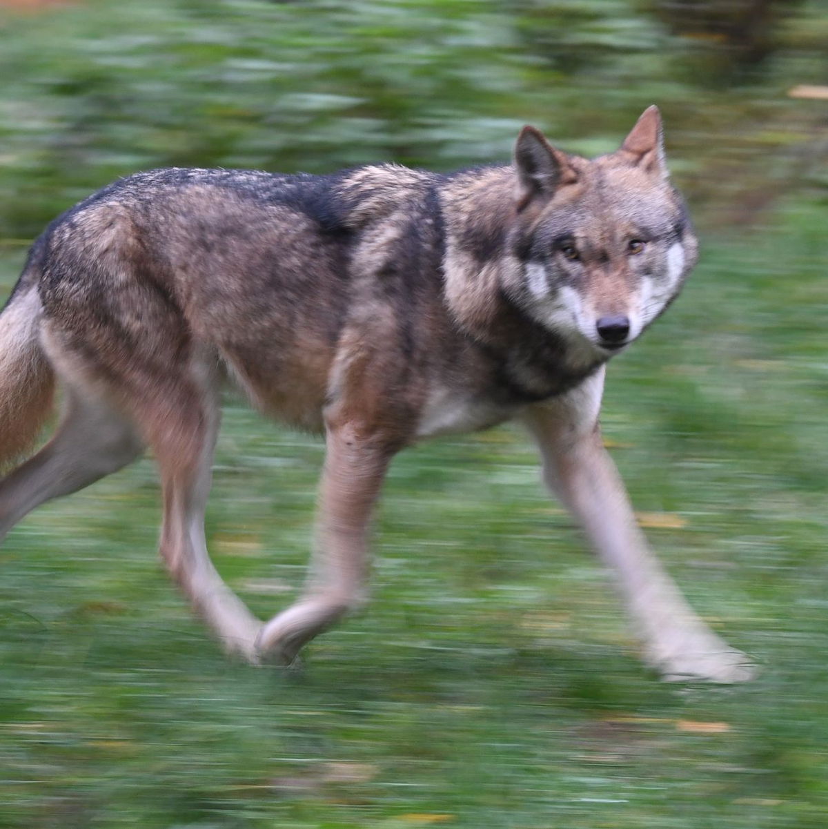 Laut Polizei hat der Wolf eine Frau gebissen und verletzt. (Symbolbild) - Foto: Carsten Rehder/dpa