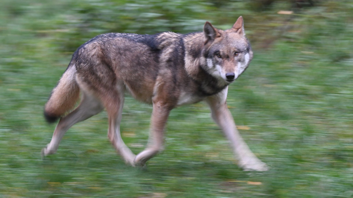Laut Polizei hat der Wolf eine Frau gebissen und verletzt. (Symbolbild) - Foto: Carsten Rehder/dpa