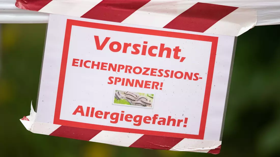 Die feinen und giftigen Haare der Raupe können beim Menschen starke Reaktionen auslösen. (Archivbild) - Bild: Friso Gentsch/dpa