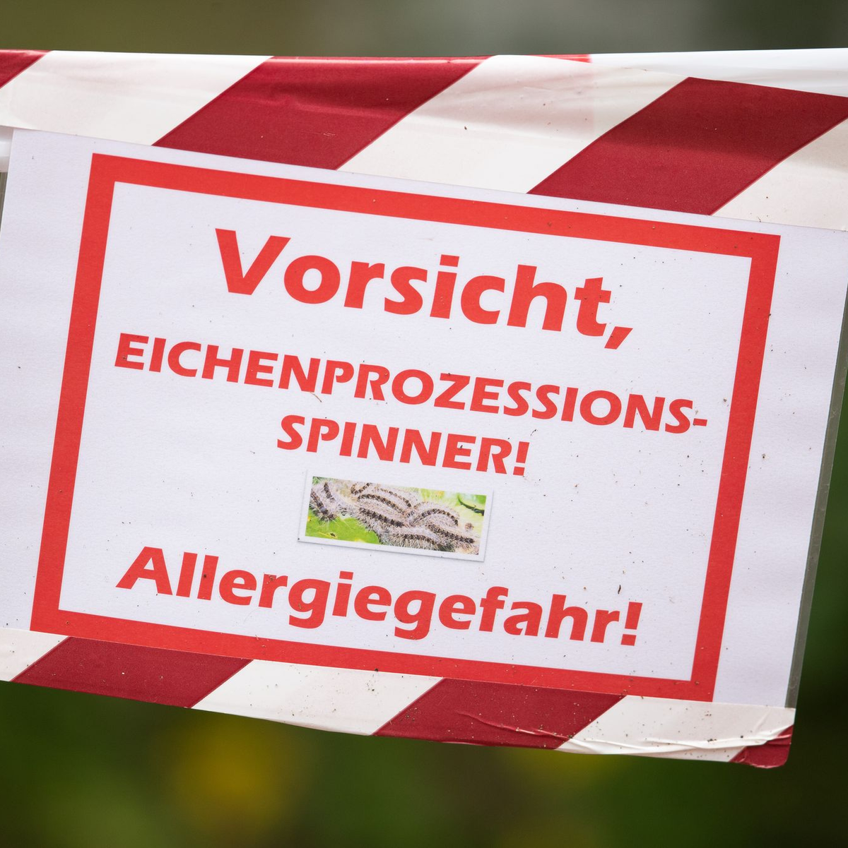 Die feinen und giftigen Haare der Raupe können beim Menschen starke Reaktionen auslösen. (Archivbild) - Foto: Friso Gentsch/dpa