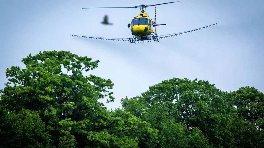 Ein Spezialhubschrauber versprüht über einer Allee ein biologisches Insektizid gegen den Eichenprozessionsspinner. - Bild: Jens Büttner/dpa