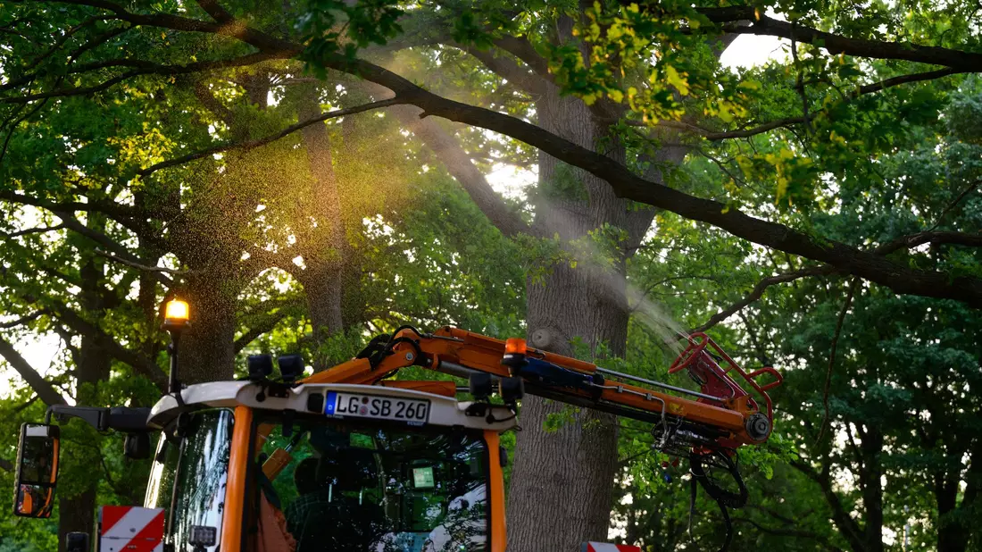 An einer Landstraße wird ein biologisches Mittel mit Nematoden gegen den Eichenprozessionsspinner versprüht. - Bild: Philipp Schulze/dpa