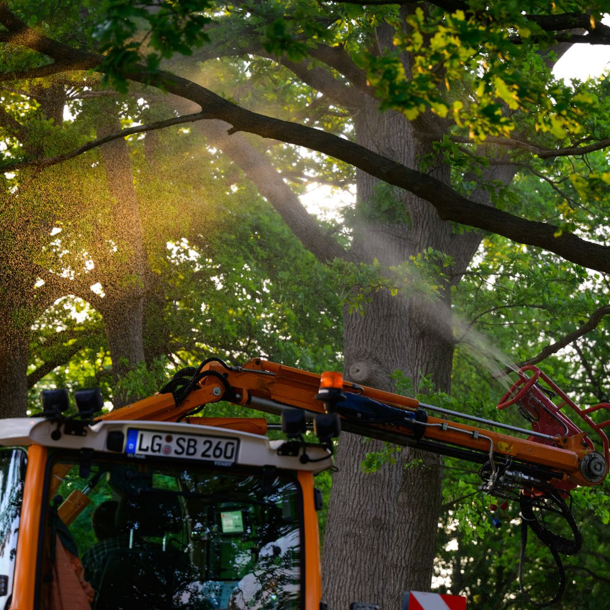 An einer Landstraße wird ein biologisches Mittel mit Nematoden gegen den Eichenprozessionsspinner versprüht. - Foto: Philipp Schulze/dpa