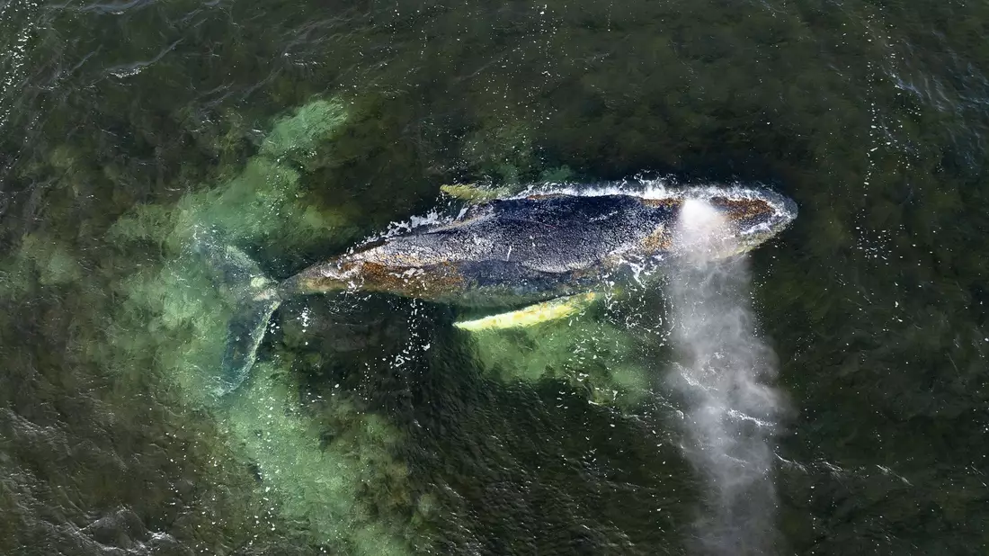Eine Drohnenaufnahme herausgegeben von Greenpeace zeigt den Buckelwal in der Wismarbucht. - Bild: Daniel Müller/Greenpeace Germany/dpa