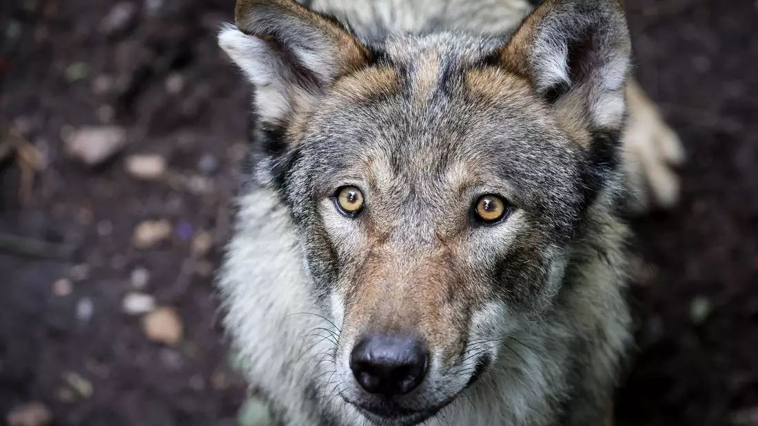 Vor dem Angriff auf eine Frau in Hamburg-Altona streifte der Wolf durch den Westen Hamburgs. (Symbolbild) - Bild: Christian Charisius/dpa