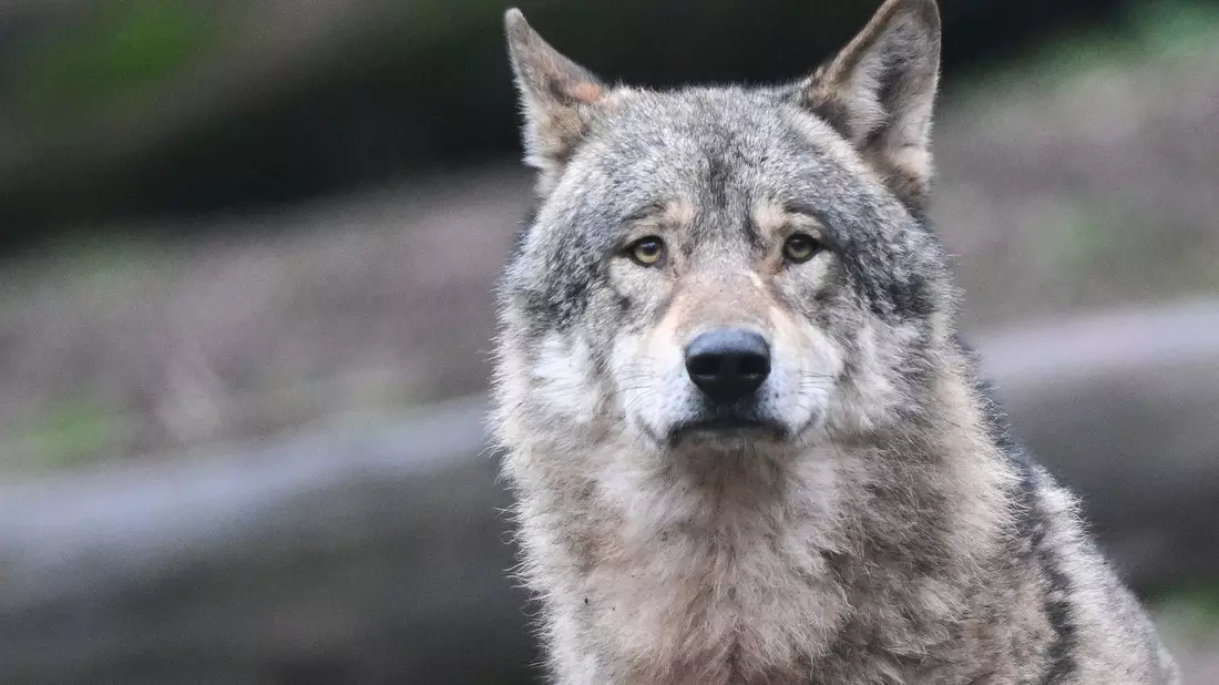 Der junge Wolf, der sich offenbar nach Hamburg verirrt hatte, wurde laut Umweltbehörde nach Niedersachsen gebracht. (Symbolbild)  - Bild: Bernd Weißbrod/dpa