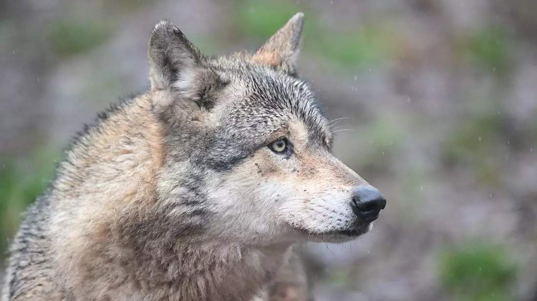 Ein Wolf verletzt eine Frau in der Einkaufsmeile Große Bergstraße. (Symbolbild) - Bild: Bernd Weißbrod/dpa