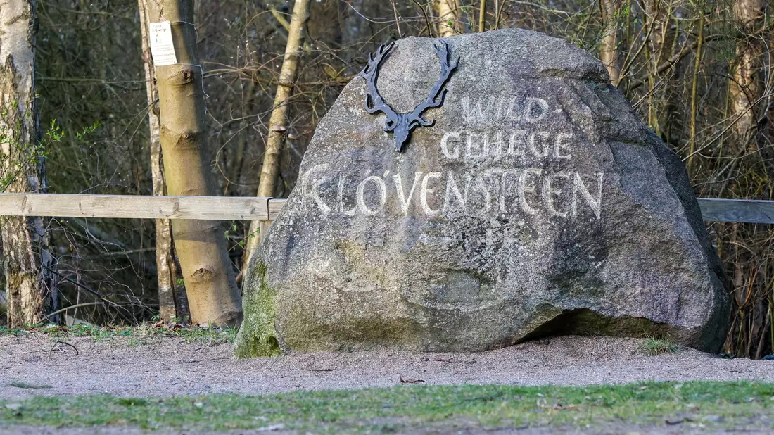 Bis zu seinem Transport nach Niedersachsen war der Wolf im Wildgehege Klövensteen untergebracht und tiermedizinisch versorgt worden.  - Bild: Bodo Marks/dpa